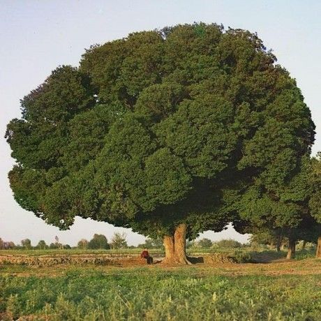 tree.jpg