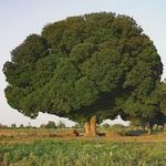 tree.jpg