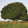 tree.jpg