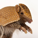 Armadillo