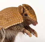 Profile (Armadillo)