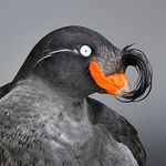 Profile (CrustyAuklet)