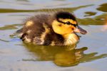 duckling-3524213_1280.jpg