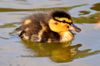 duckling-3524213_1280.jpg
