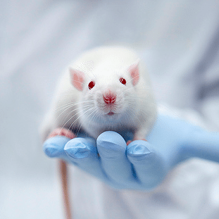 lab-rat.png