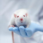 lab-rat.png