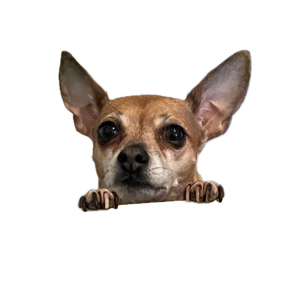 mica-icon-zoomed-out.jpg