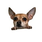 mica-icon-zoomed-out.jpg