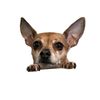 mica-icon-zoomed-out.jpg