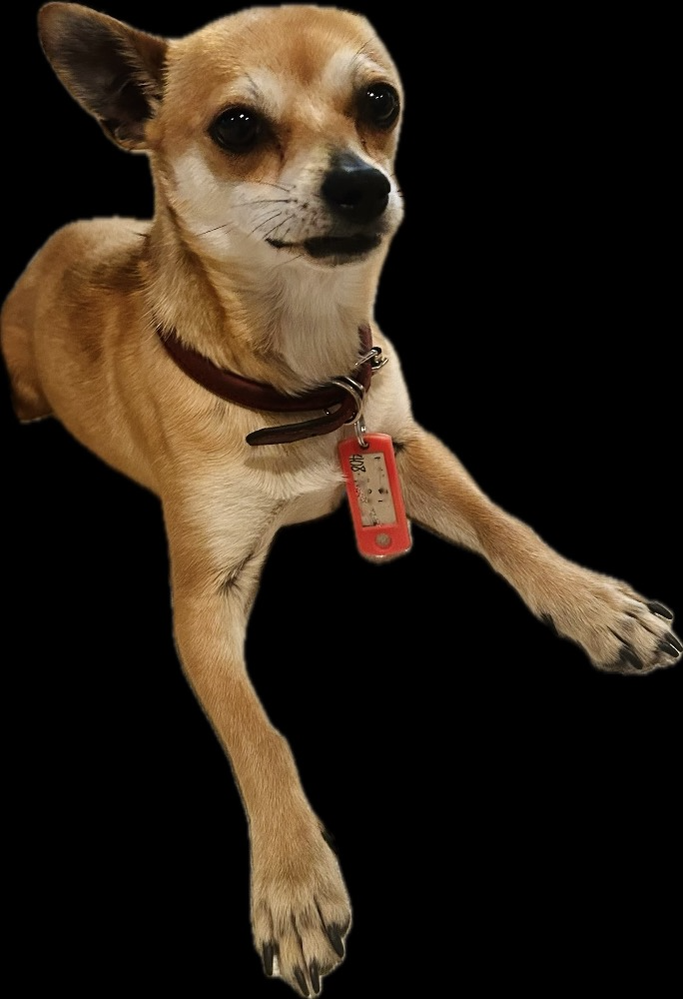 lucile.png
