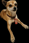 lucile.png