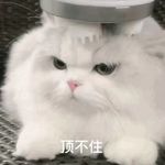feixiao