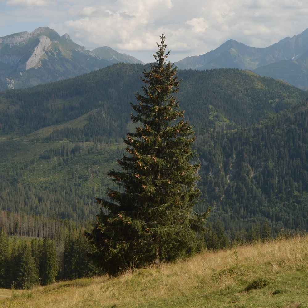 wallpaper-tatry-crop.JPG