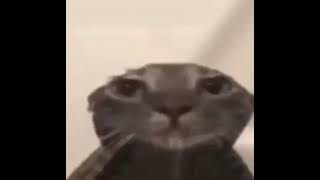 mqdefault.jpg