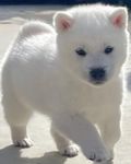 img_ks1.jpg