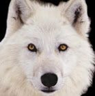 SnowDog.jpg