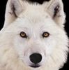 SnowDog.jpg