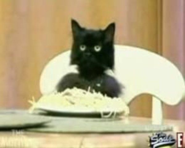 Spaghetti_cat.jpg
