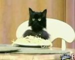 Spaghetti_cat.jpg