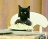 Spaghetti_cat.jpg