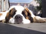 Profile (superaga)