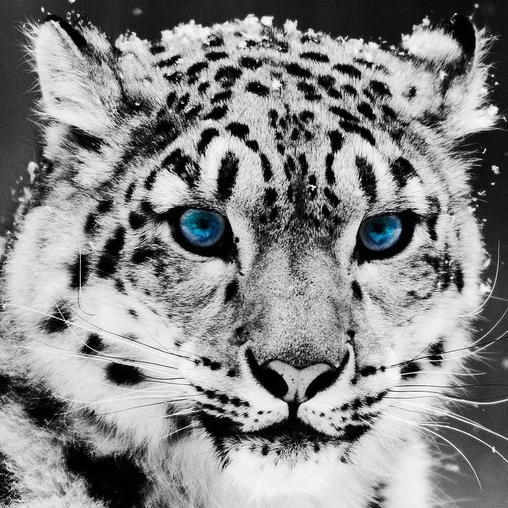 blue_eyed_snow_leopard-square.jpg