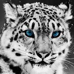 blue_eyed_snow_leopard-square.jpg