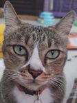 Profile (Tinnagit)