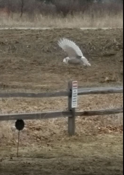 SnowOwlflightsnip.JPG