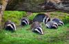 shutterstock_1183273855-978x624.jpg