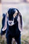 Baby-Goat-Photos-All-Things-Fall-3.jpg