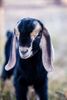 Baby-Goat-Photos-All-Things-Fall-3.jpg