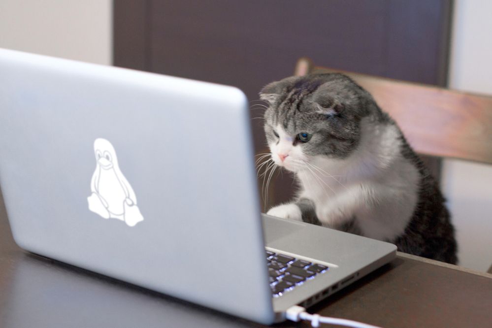 linux_cat.jpg