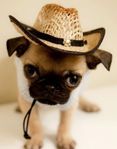 e4a1cde0c8331b19c780edf767ee1377--cowboy-hats-baby-pugs.jpg