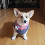 Profile (CorgiCorgi)