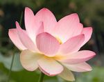 Lotus.jpg