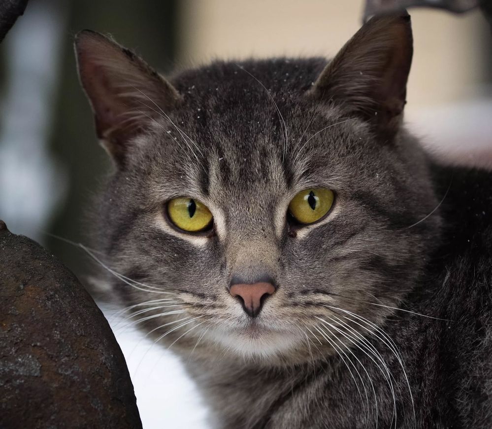 graycat.jpg