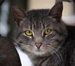 Profile (spotted-cat)