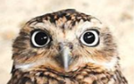 OWL.png