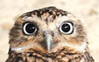 OWL.png