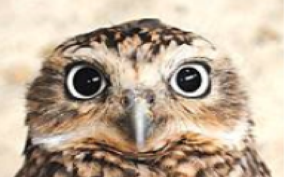 OWL.png